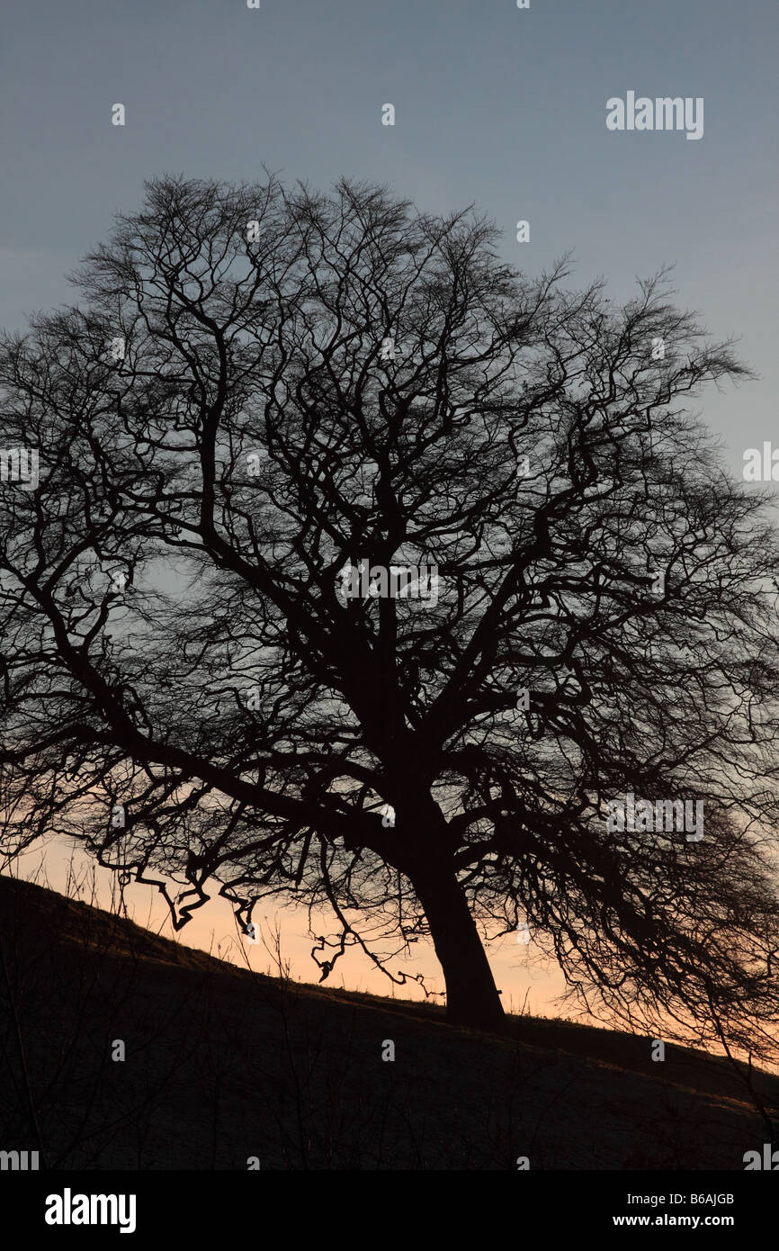 Schiefe Eiche in der Dämmerung im Winter, England, UK Stockfoto