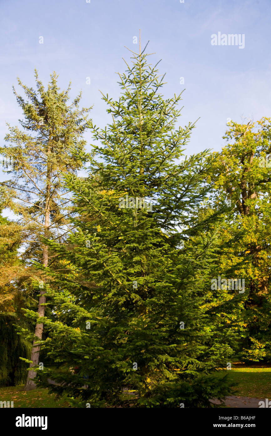 Kaukasische Tanne Abies Nordmanniana "Nordmann-Tanne" Stockfoto