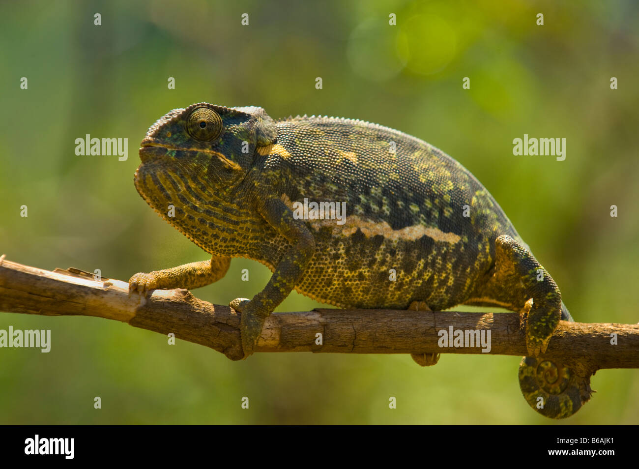 wilde Tierwelt Chamäleon Chamäleon 1 eine einzelne grün weiß braun Südafrika Chamäleon auf einen Zweig grünen Hintergrund hell bri Stockfoto