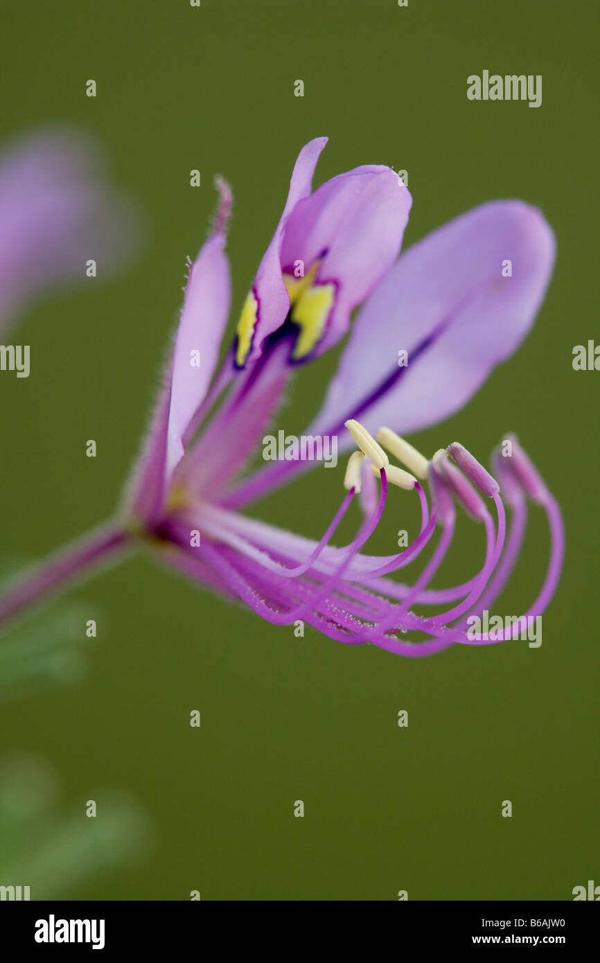 Afrika Botswana Chobe National Park Makro Ansicht von lila Wildblumen in Savuti Marsh während der Regenzeit Stockfoto