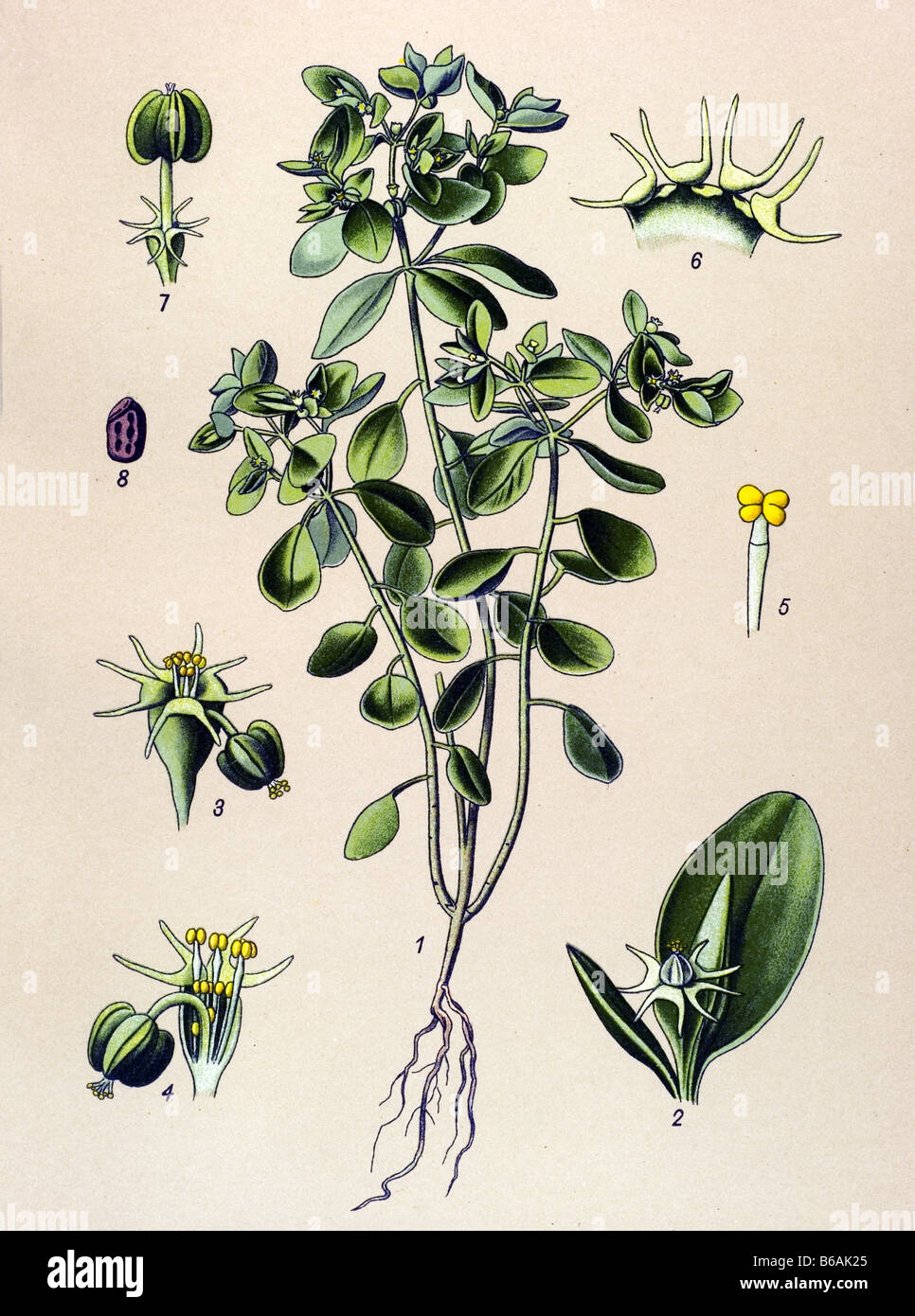 Grün-Wolfsmilch, Euphorbia Esula, giftige Pflanzen Illustrationen Stockfoto