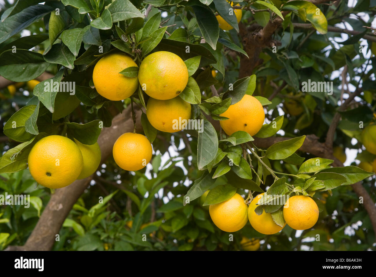 Orangen in der Region Costa Blanca in Spanien Stockfoto