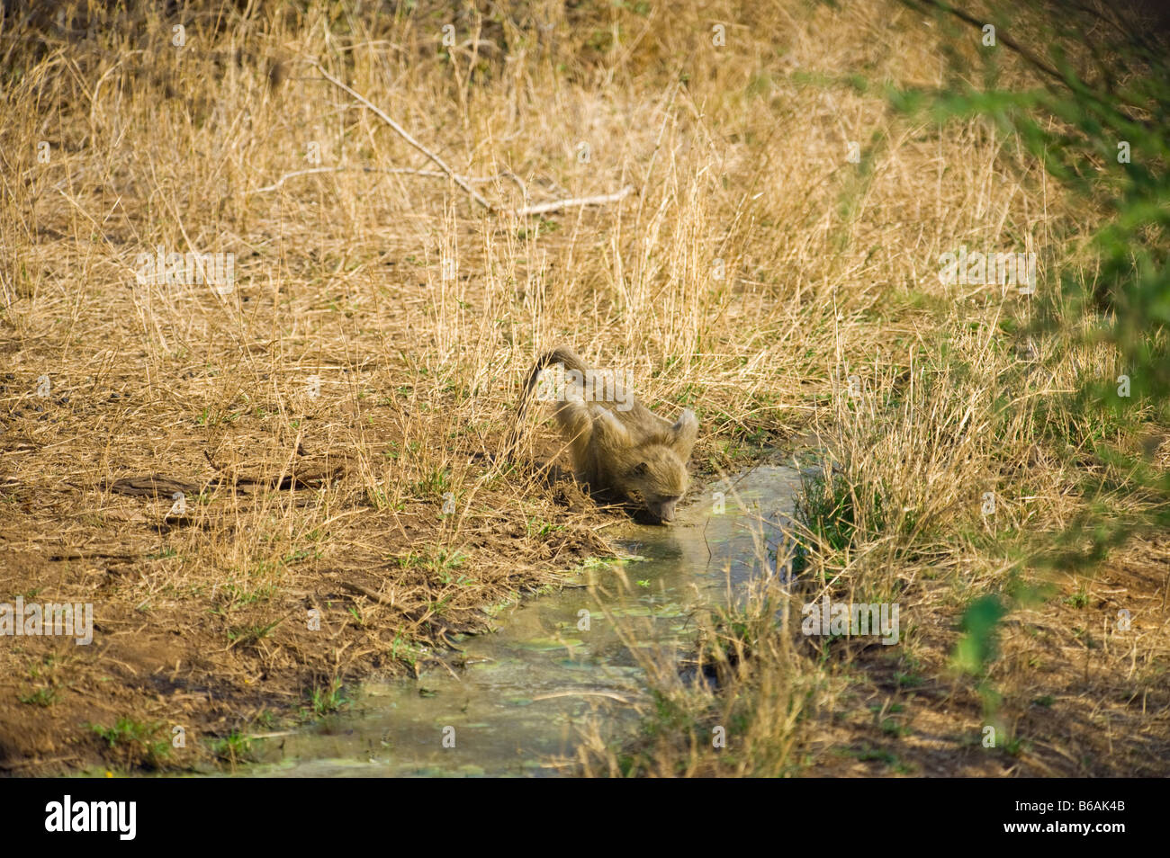 Wildlife wild Chacma Pavian PAPIO URSINUS Primas Affen trinken Trinkwasser bei Wasserloch Wasserloch Südafrika South africa Stockfoto