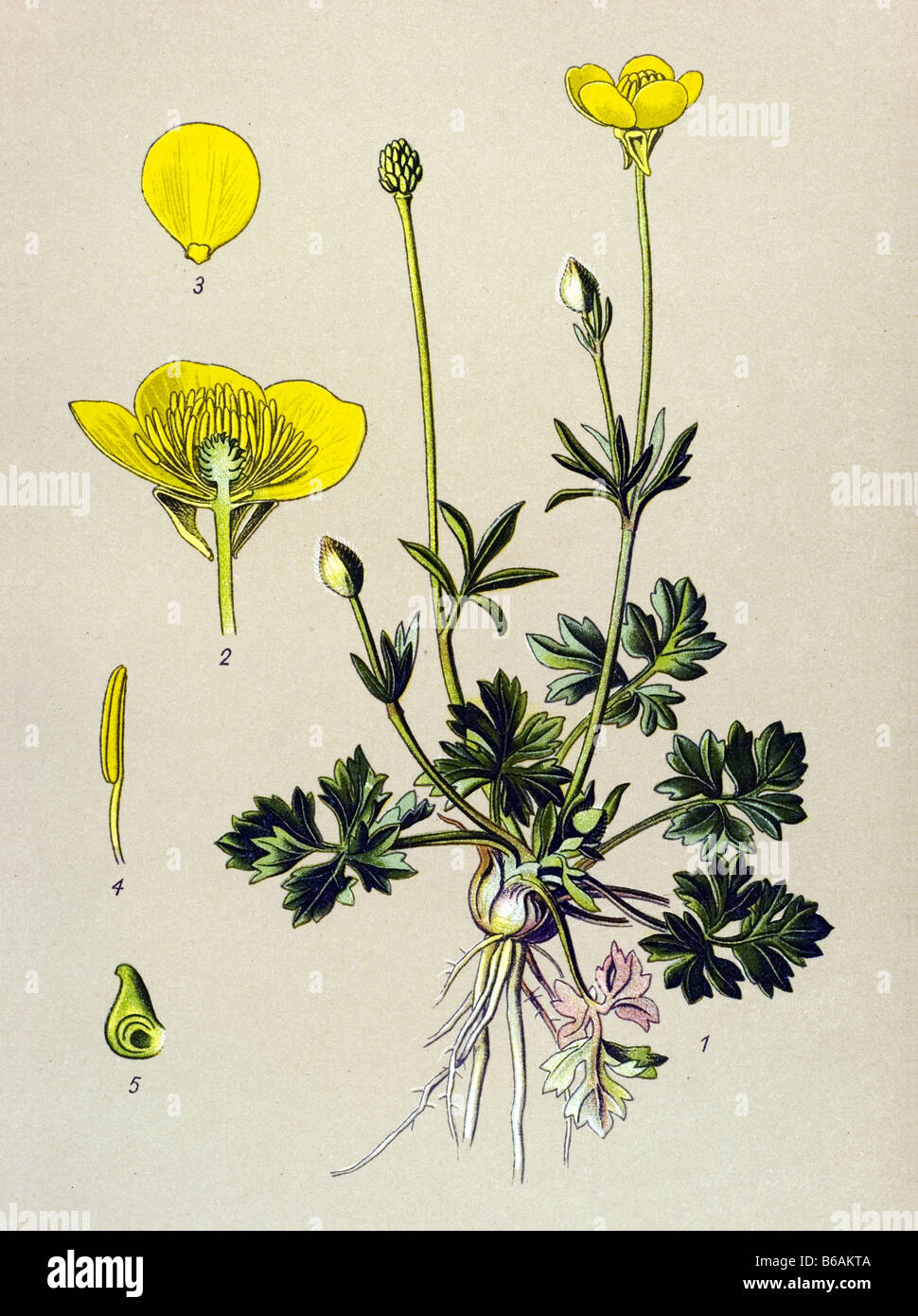 St. Anthony Rübe, Ranunculus Bulbosus giftige Pflanzen Illustrationen Stockfoto