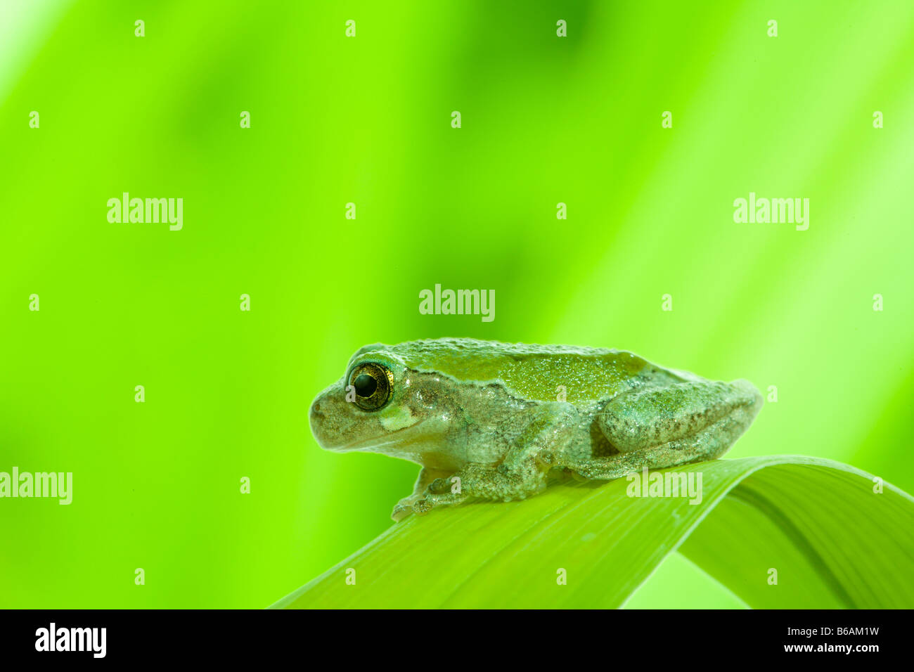Kleiner grüner Frosch Stockfoto