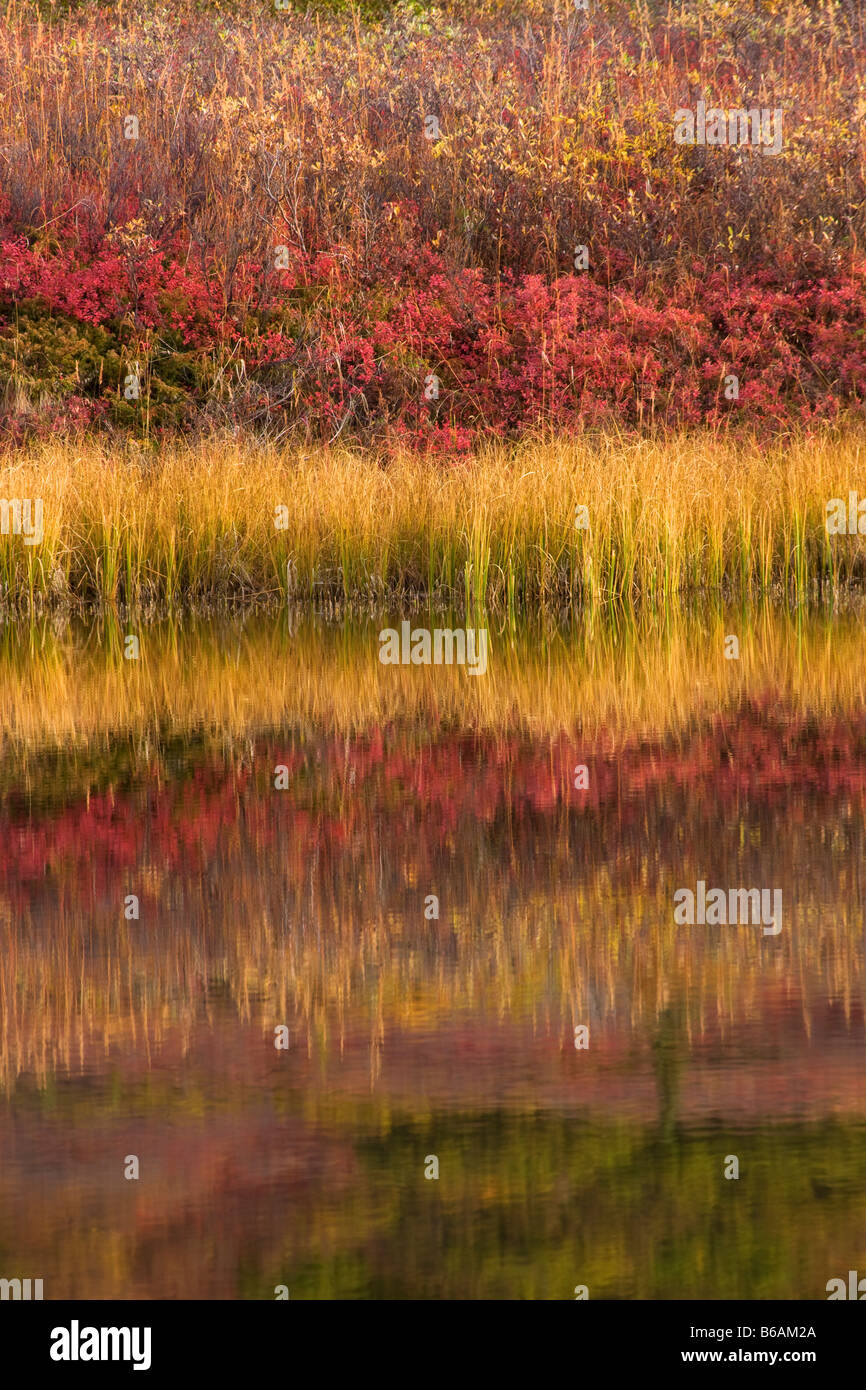 Bunte Tundra Reflexionen in einem Wasserkocher Teich Denali Nationalpark, Alaska Stockfoto