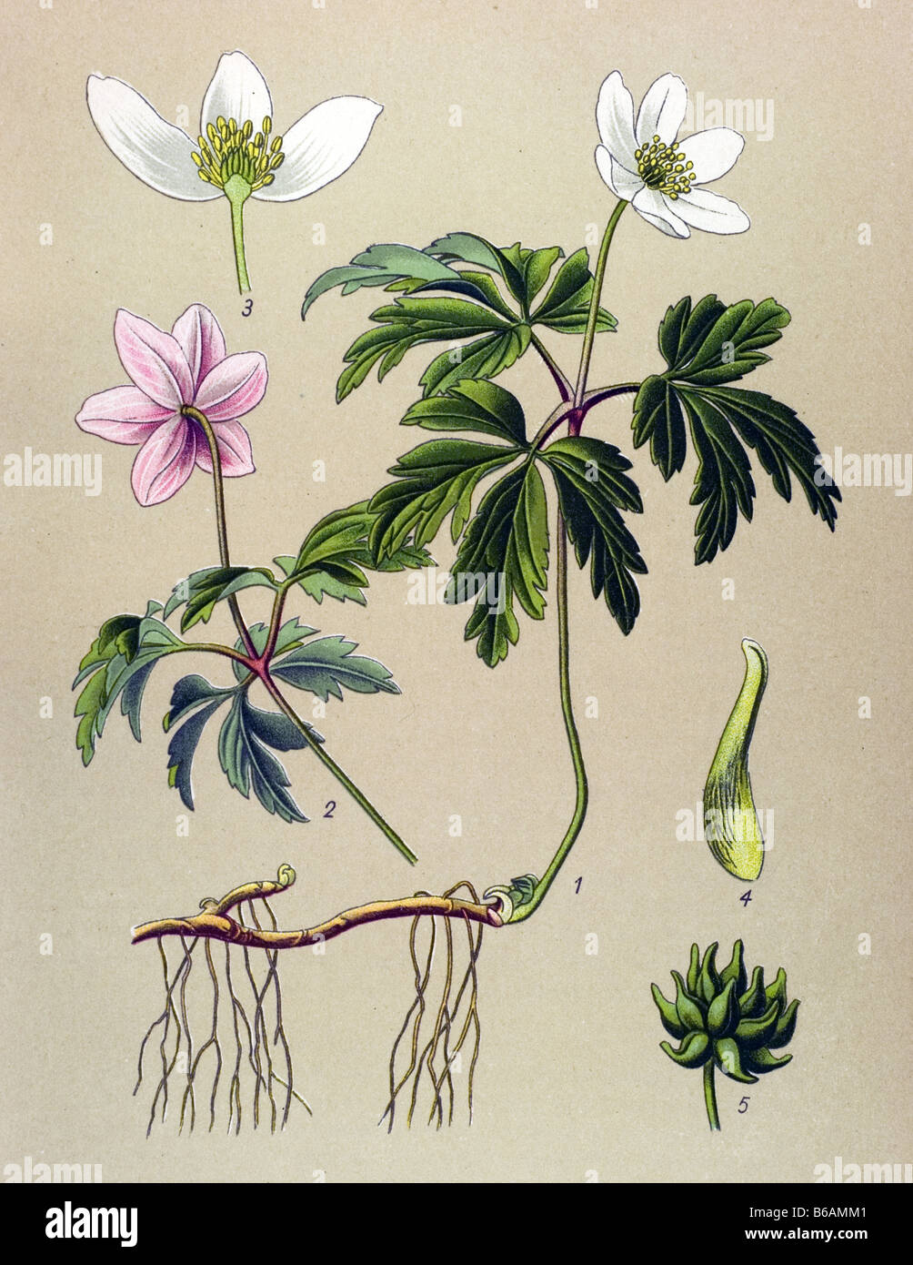 Veilchenart, Anemone Nemorosa giftige Pflanzen Illustrationen Stockfoto