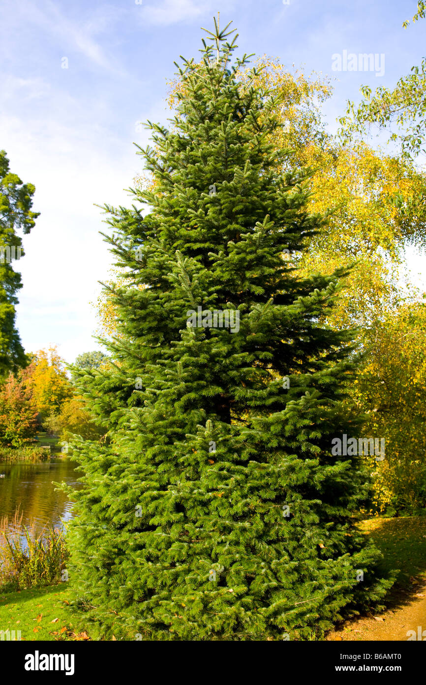 Kilikische tanne Fotos und Bildmaterial in hoher Auflösung Alamy