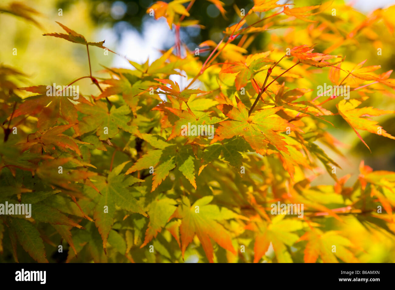 Korallen Rinde Ahorn Acer Palmatum "Sango-Kaku" Stockfoto