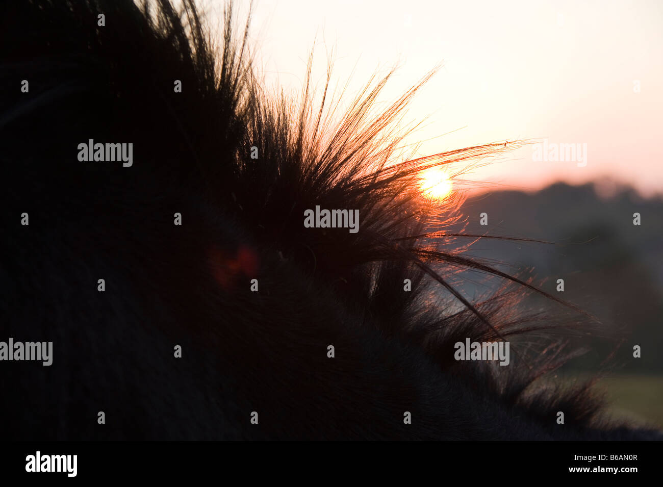 Mähne des Pferdes Hintergrundbeleuchtung von aufgehenden Sonne Stockfoto
