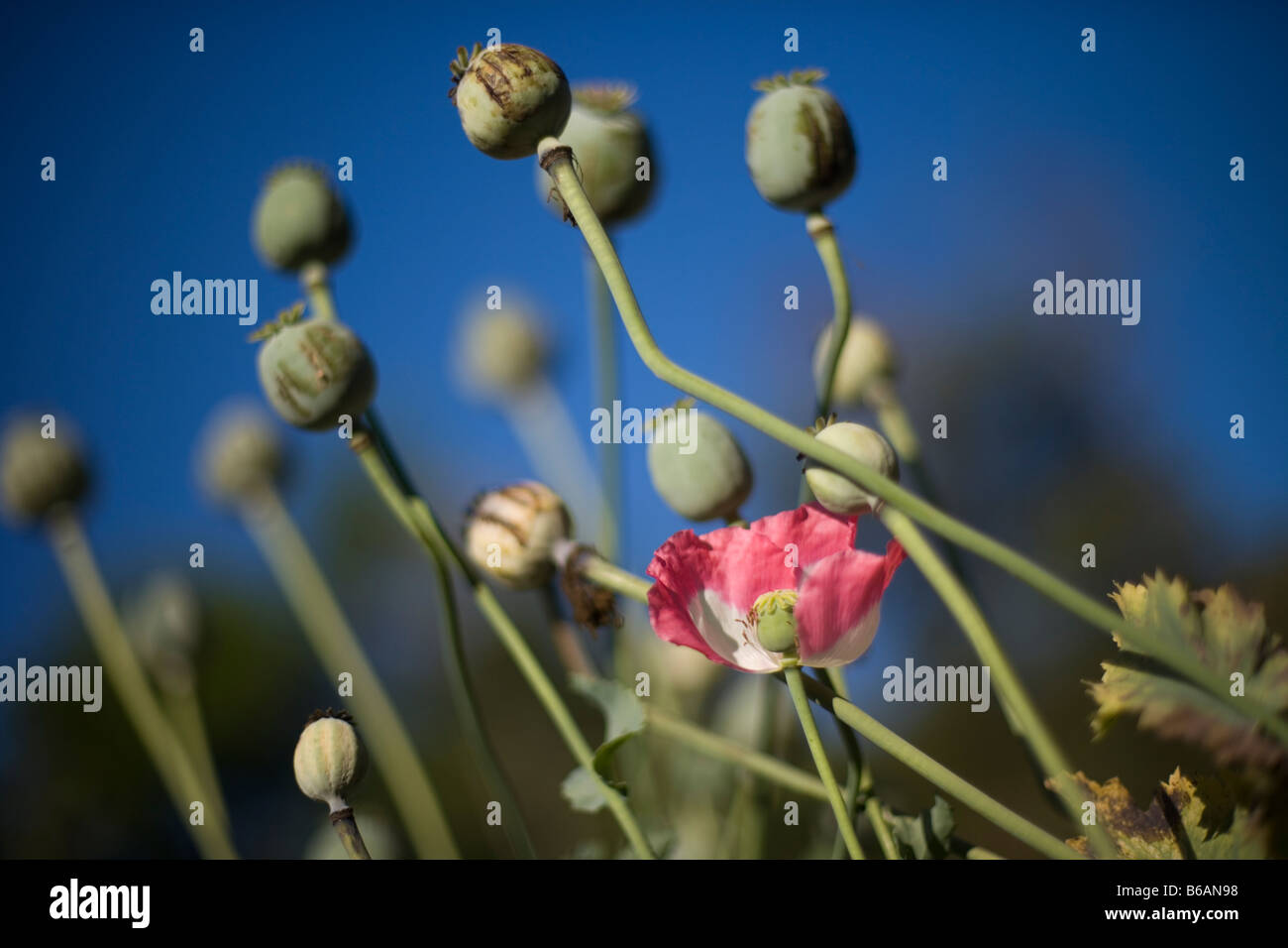 Mohn wachsen in einem Feld in Burma. Stockfoto