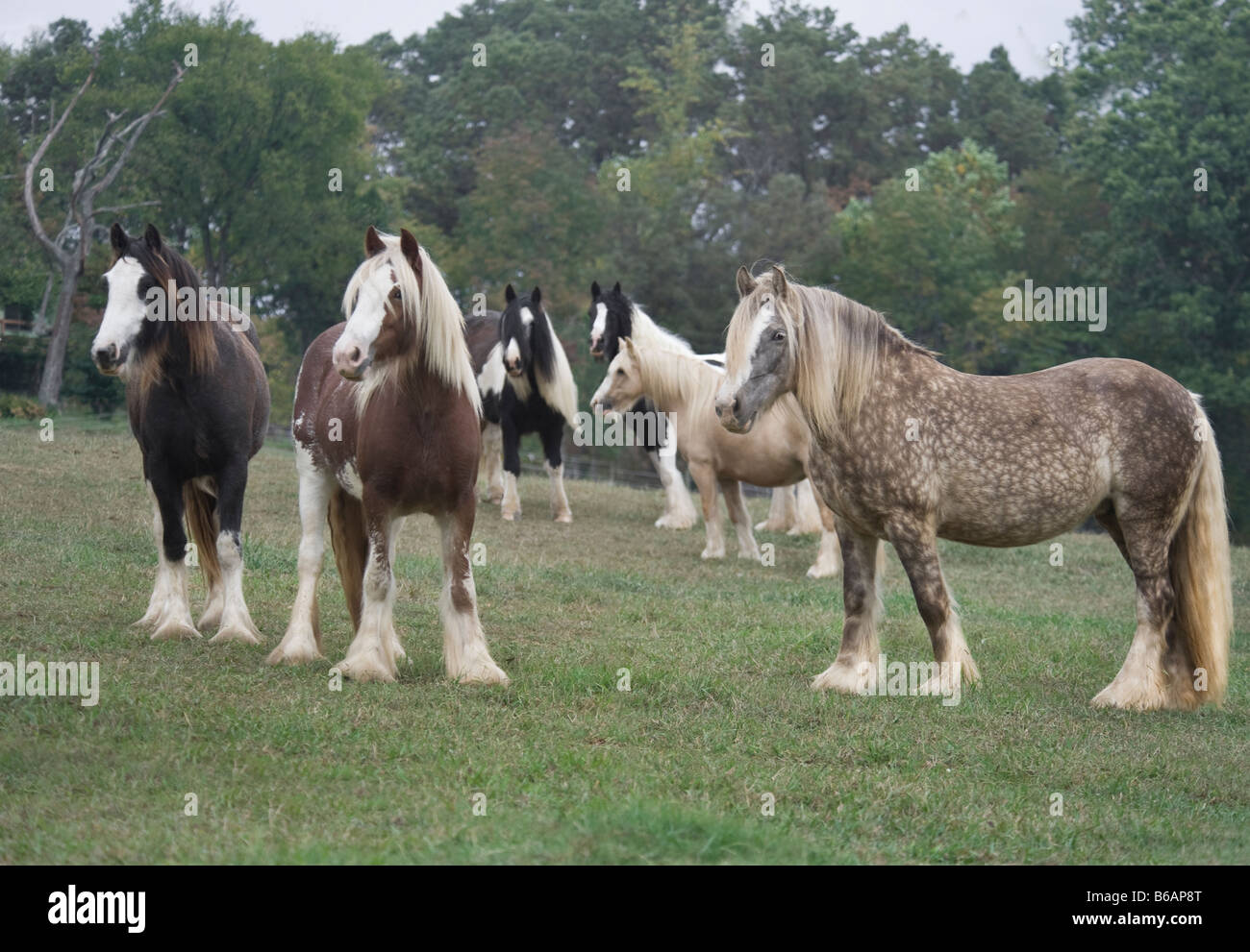Herde von Gypsy Horse Stuten Stockfoto