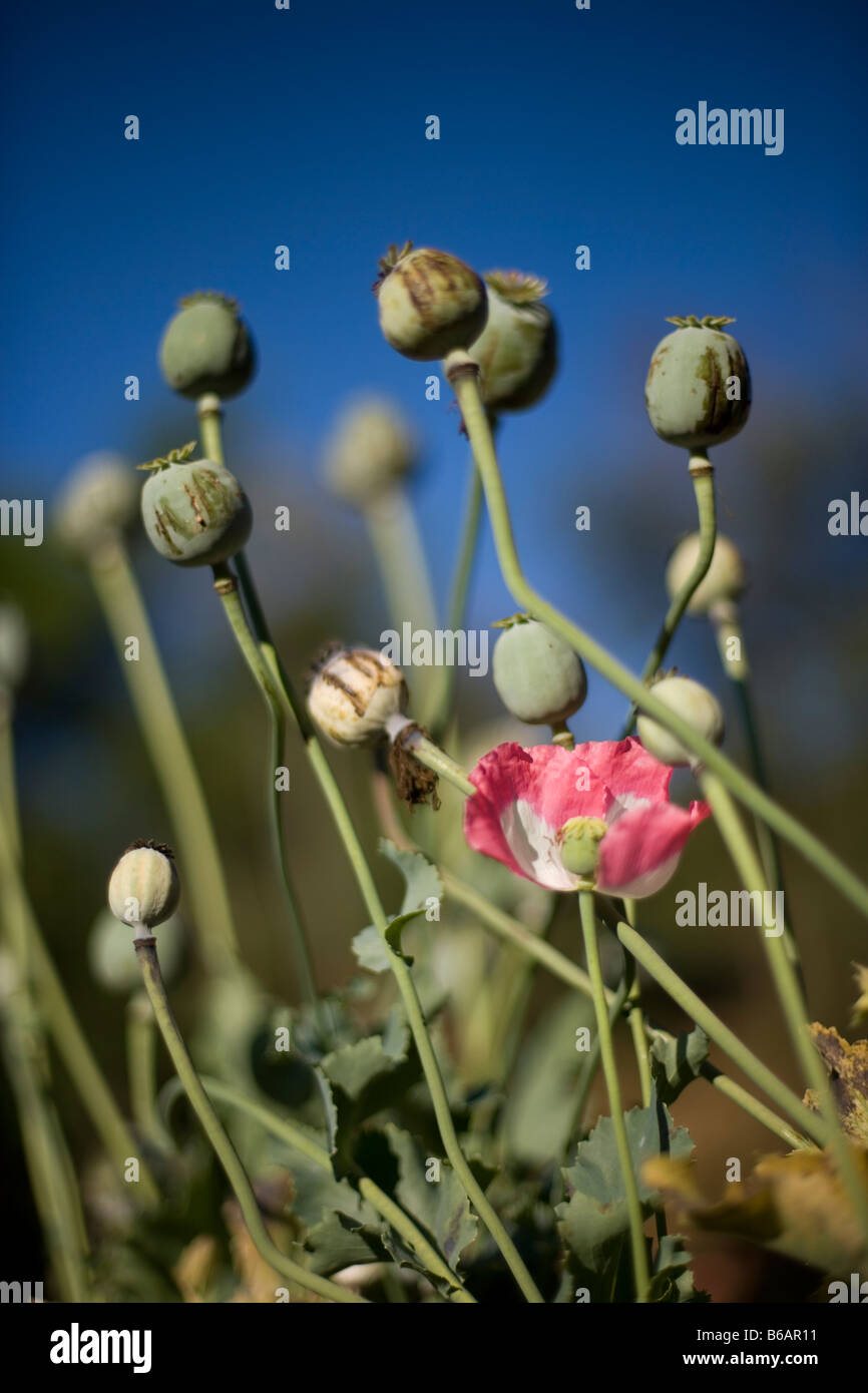 Mohn wachsen auf einer Wiese außerhalb Mong La in der Shan State in Myanmar auf Dienstag, 5. Februar 2008. Stockfoto