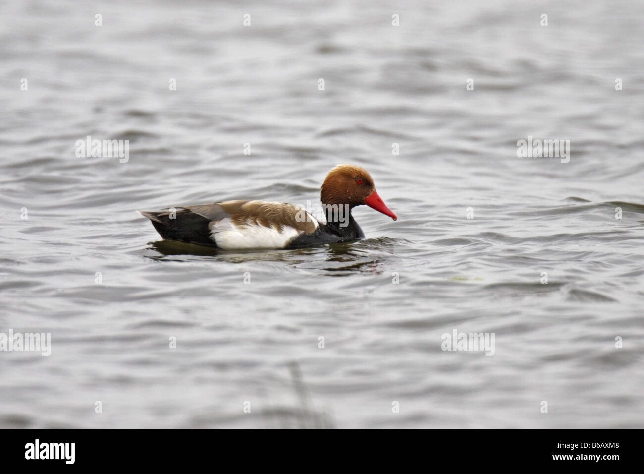 Kolbenente Netta Rufina rot Crested Tafelenten Nette rousse Stockfoto