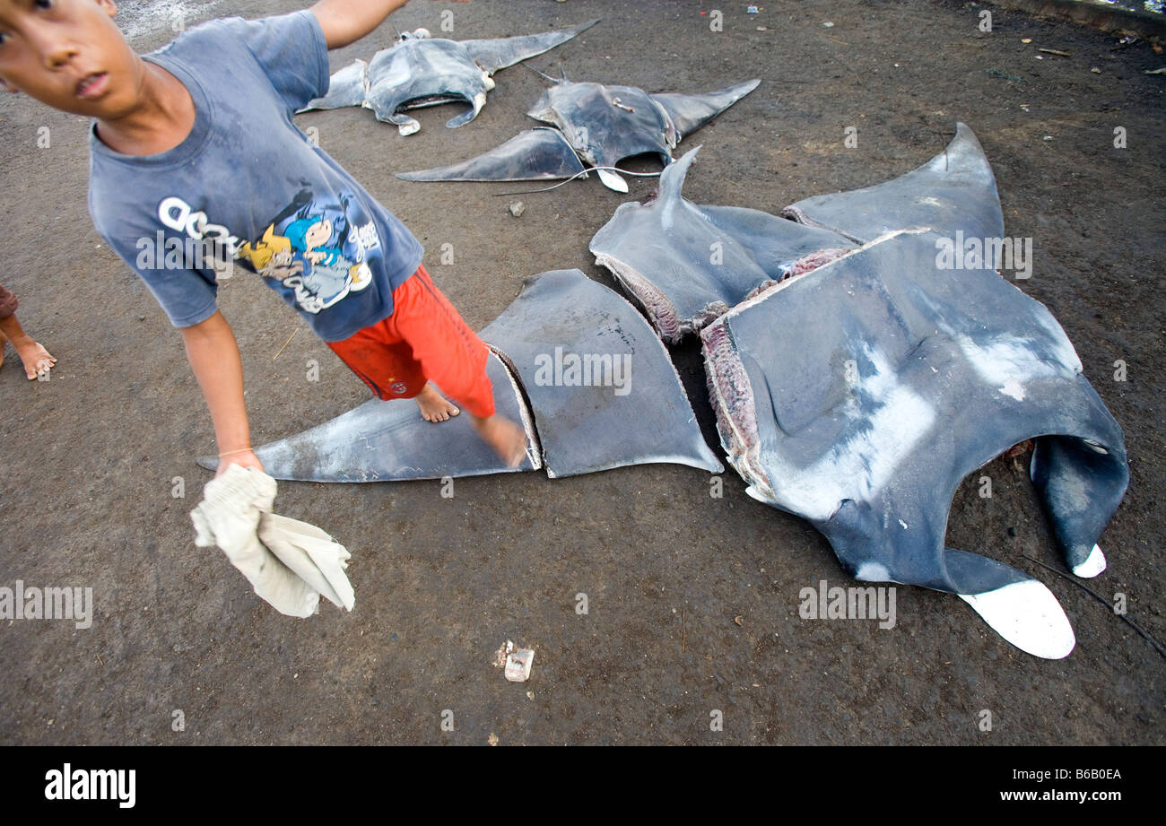 Mantas sind auf einem Fischmarkt in Indonesien aufgereiht. Stockfoto