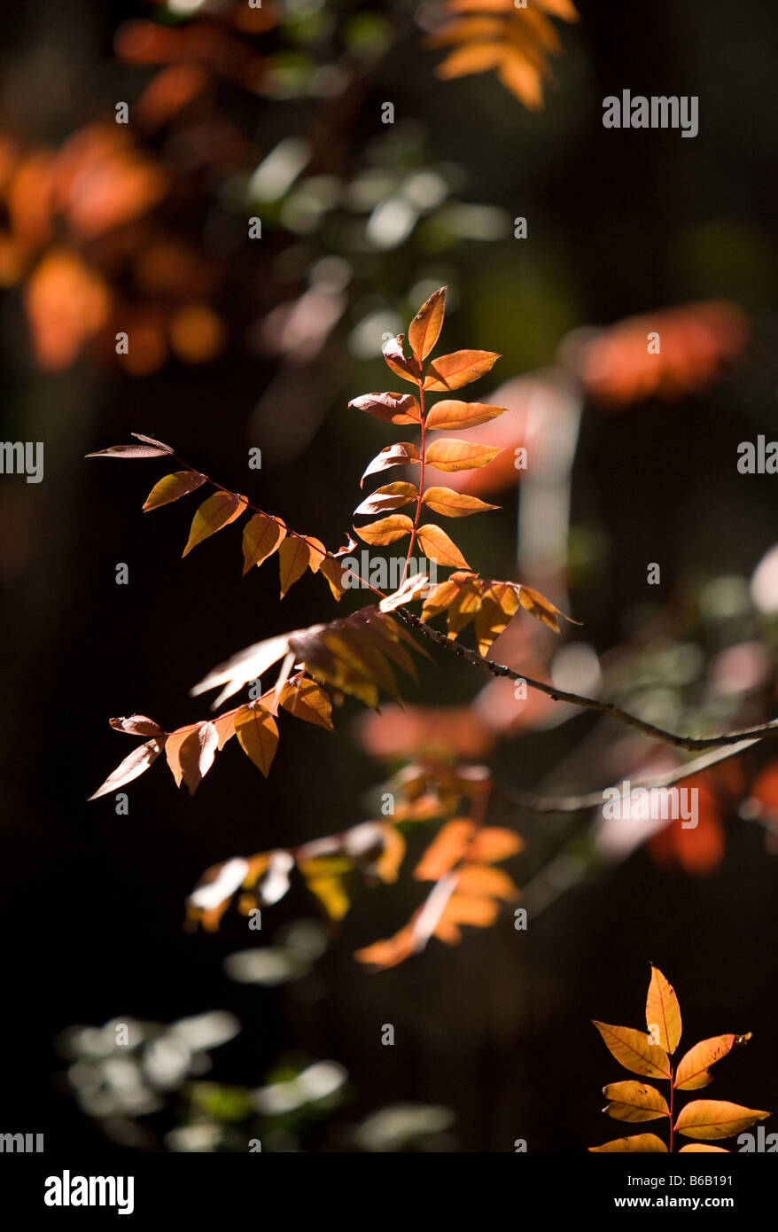 Herbstfarben Sie 7. Dezember 2008 - in Austin Texas Stockfoto