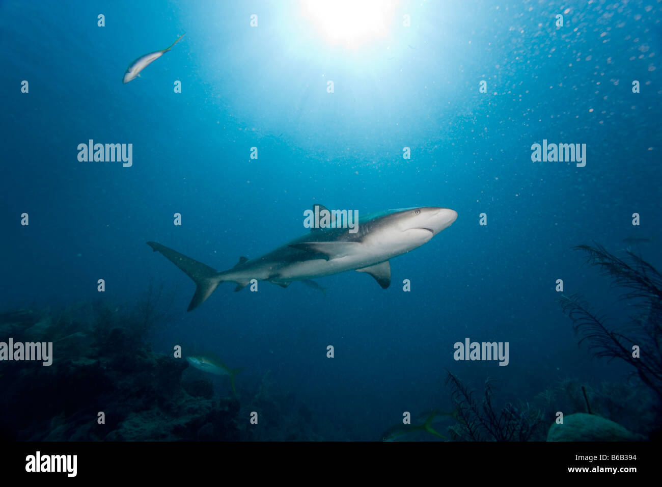 Bahamas New Providence Island Karibik Riff Haie Carcharhinus Perezi Schwimmen im karibischen Meer Stockfoto