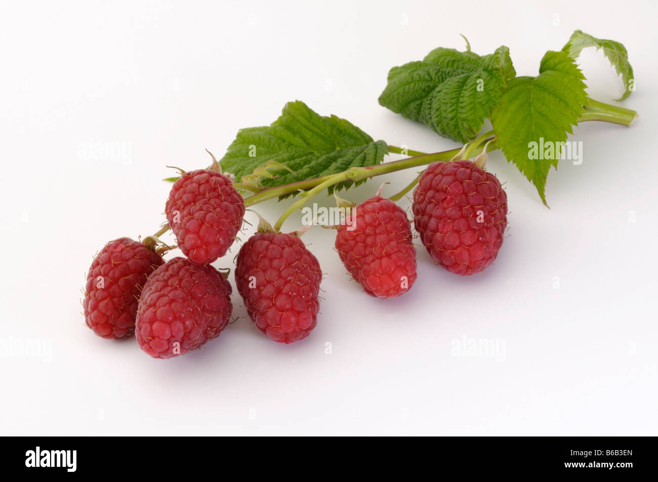 Himbeere (Rubus Idaeus), Zweig mit Beeren, Studio Bild Stockfoto