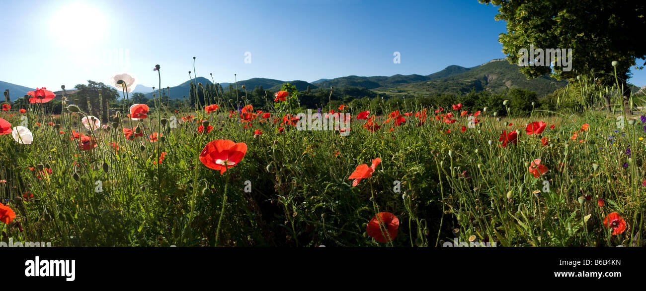 Panoramablick in die Mitte des Mohns Stockfoto