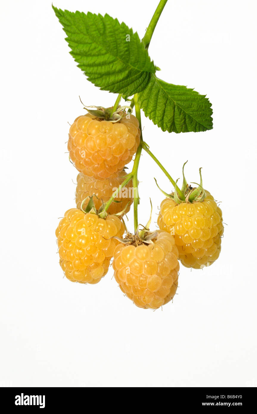 Gelbe Himbeere Rubus Idaeus Zweig mit Beeren Studio Bild Stockfoto