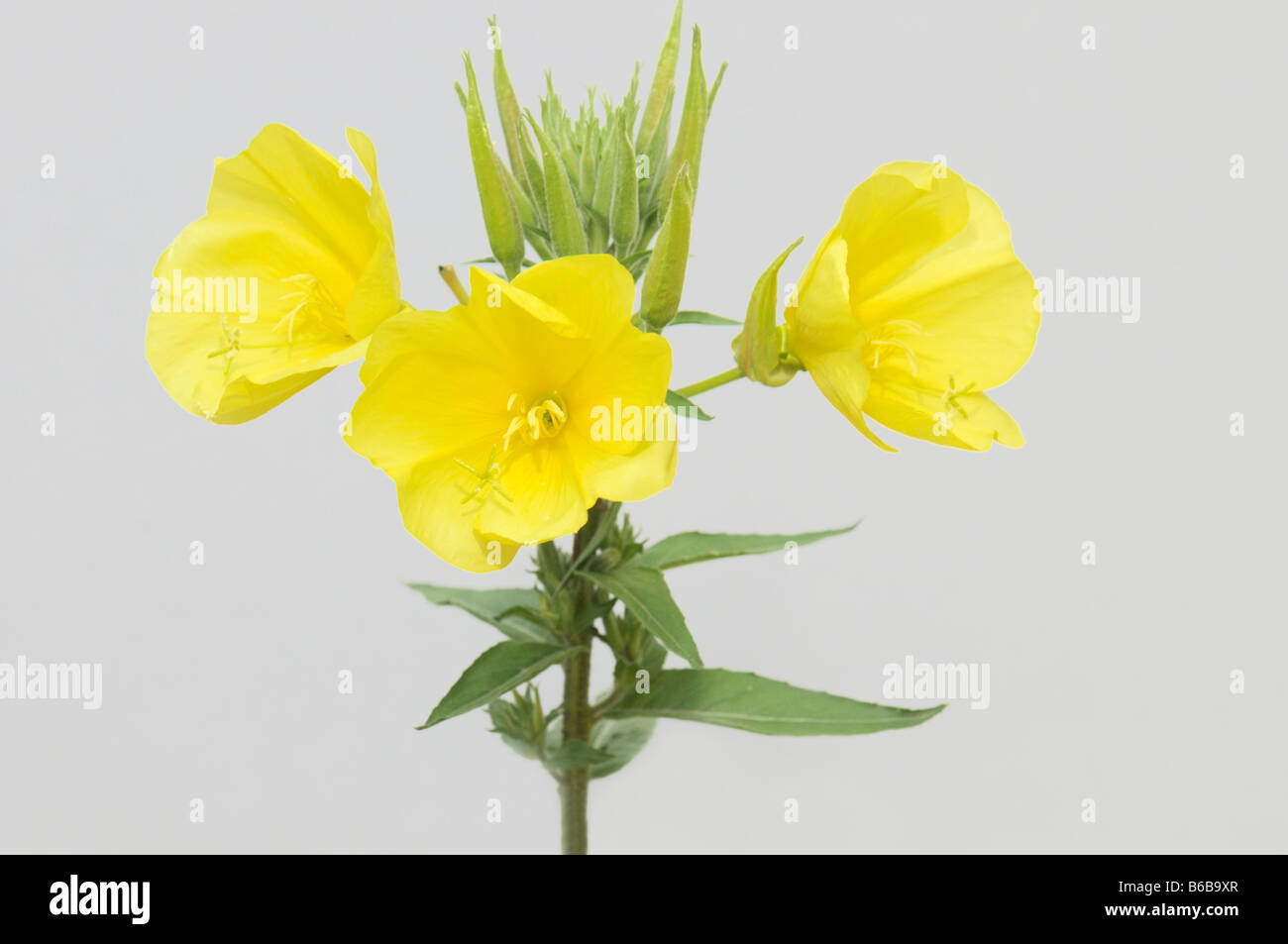 Nachtkerze (Oenothera Grandiflora Ssp Erythrosepala), ergeben sich mit Blumen und Blätter, Studio Bild Stockfoto