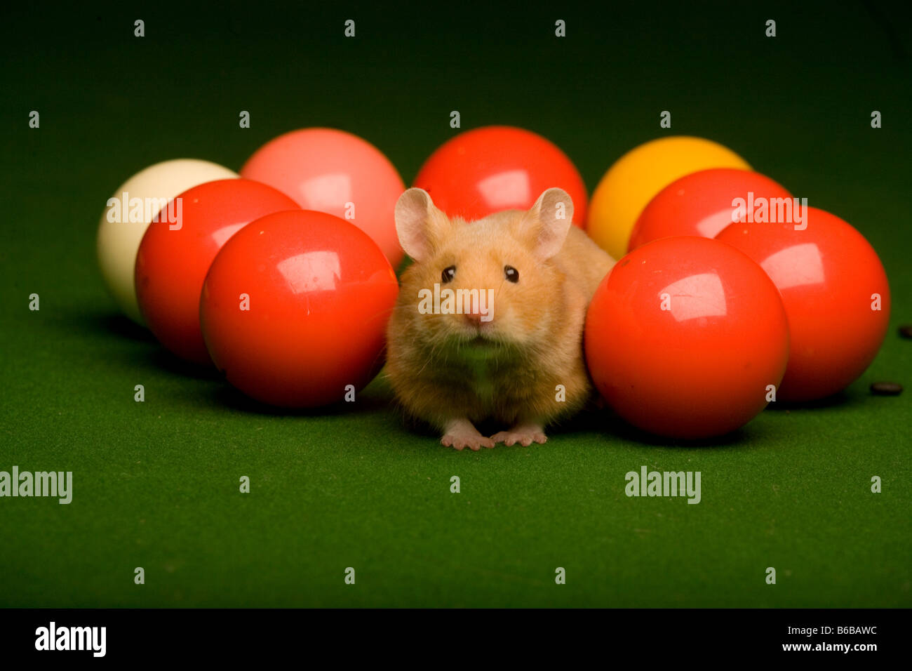 Hamster und Kugeln auf Snooker-Tisch Stockfoto