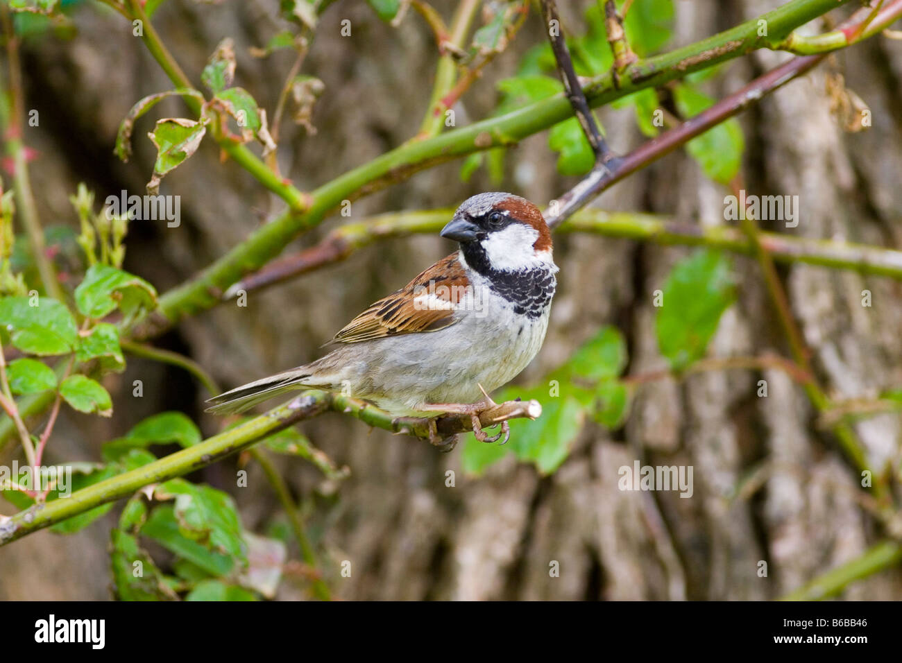 Haussperling Passer domesticus Stockfoto