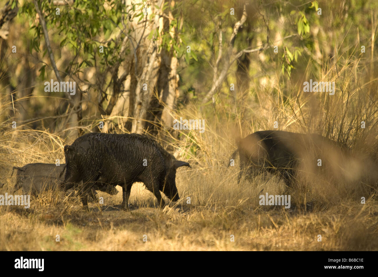 Das wilde Schwein (Sus Scrofa) mit jungen Fremdarten Anbangbang Kakadu National Park Northern Territory Australien September Stockfoto