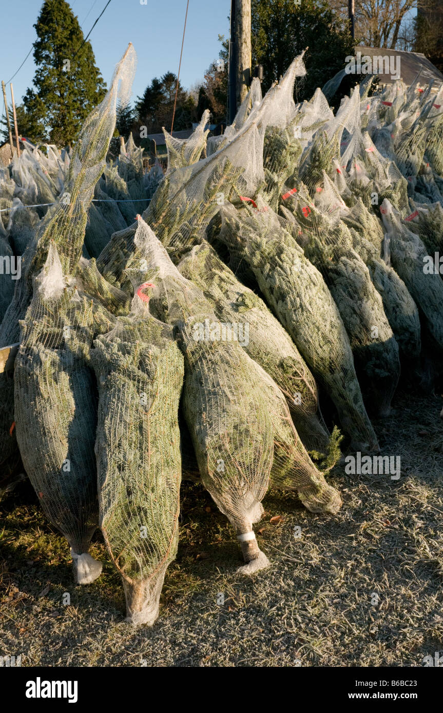 Weihnachtsbäume verpackt in Kunststoff Geflecht auf den Verkauf, Wales UK Stockfoto