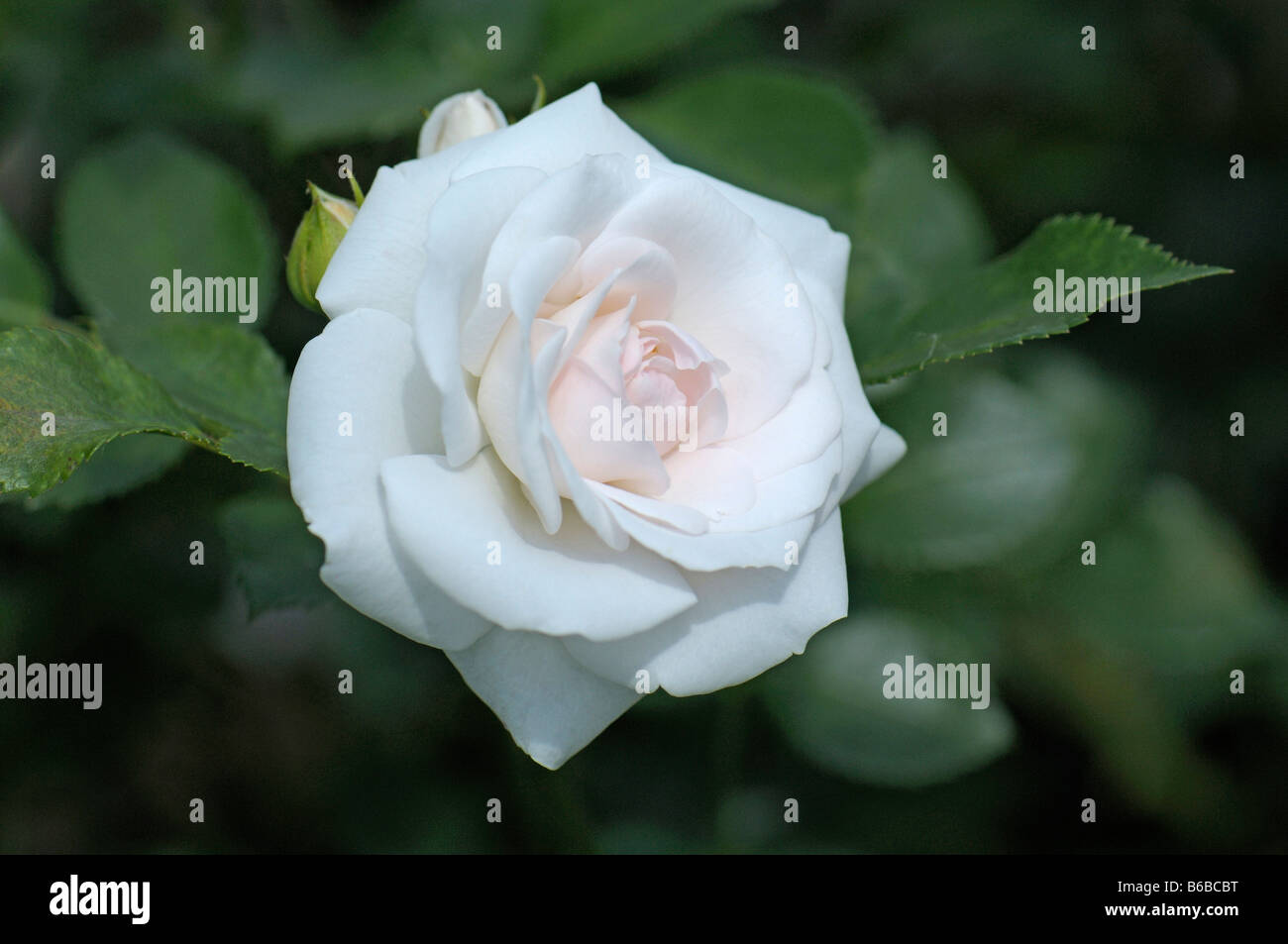 Rose (Rosa SP.), Sorte: Aspirin, Blume Stockfoto