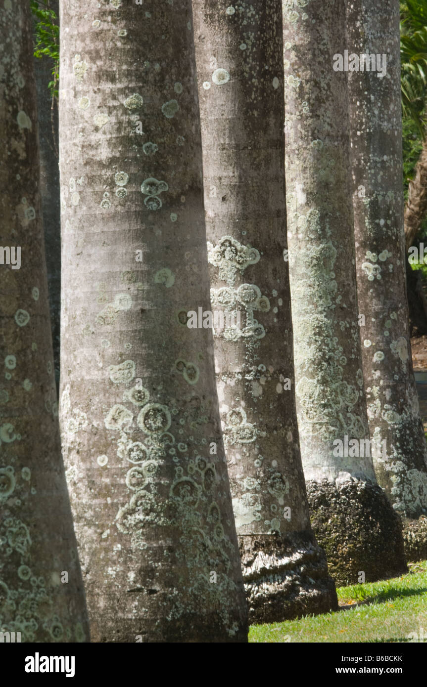 Venezolanische Königspalme (Roystonea Oleracea) Nahaufnahme des Rumpfes George Brown Botanic Gardens Darwin Northern Territory Australien Stockfoto