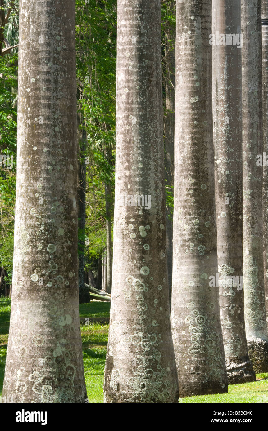 Venezolanische Königspalme (Roystonea Oleracea) Nahaufnahme des Rumpfes George Brown Botanic Gardens Darwin Northern Territory Australien Stockfoto