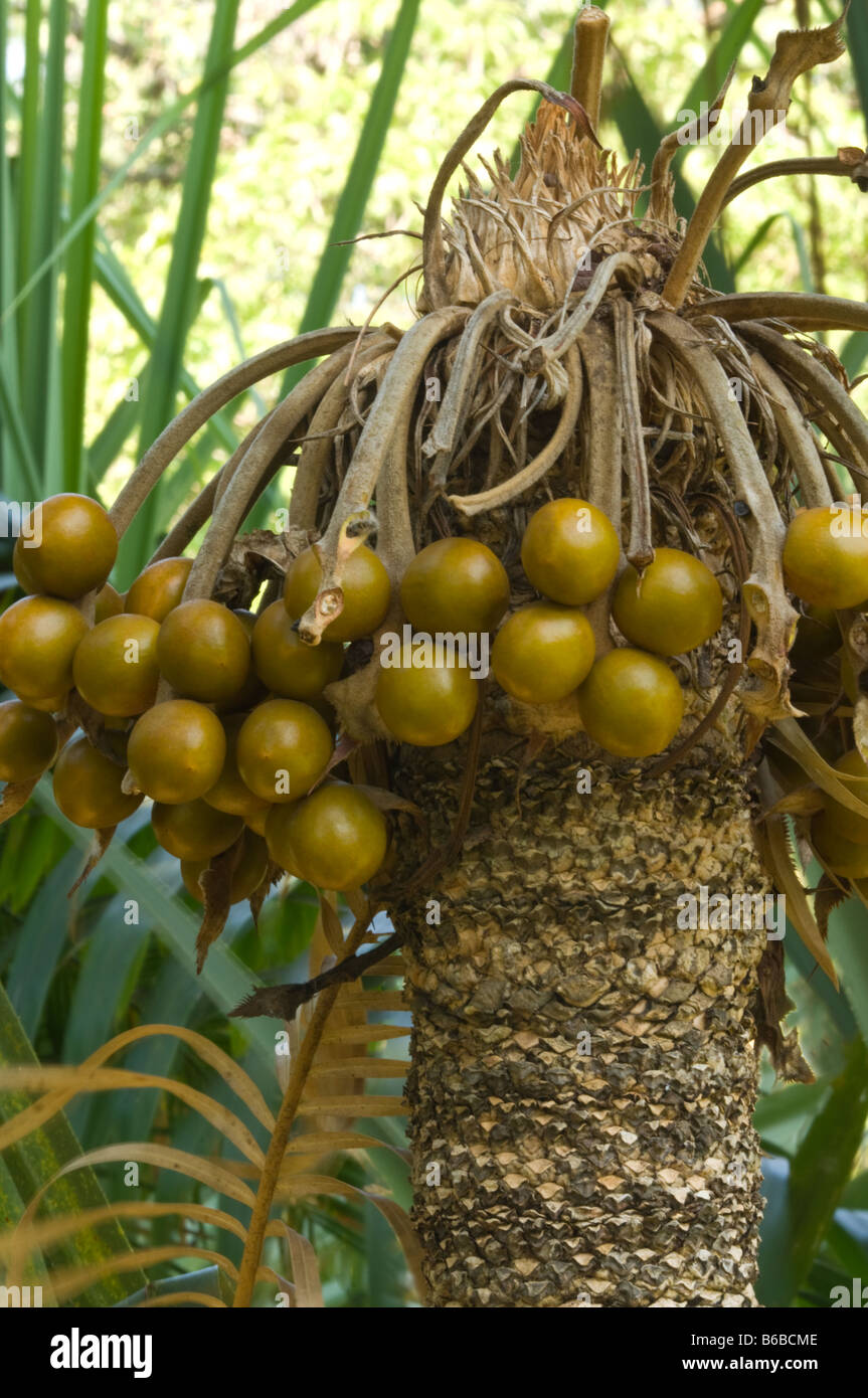 Cycas fruit Fotos und Bildmaterial in hoher Auflösung Alamy