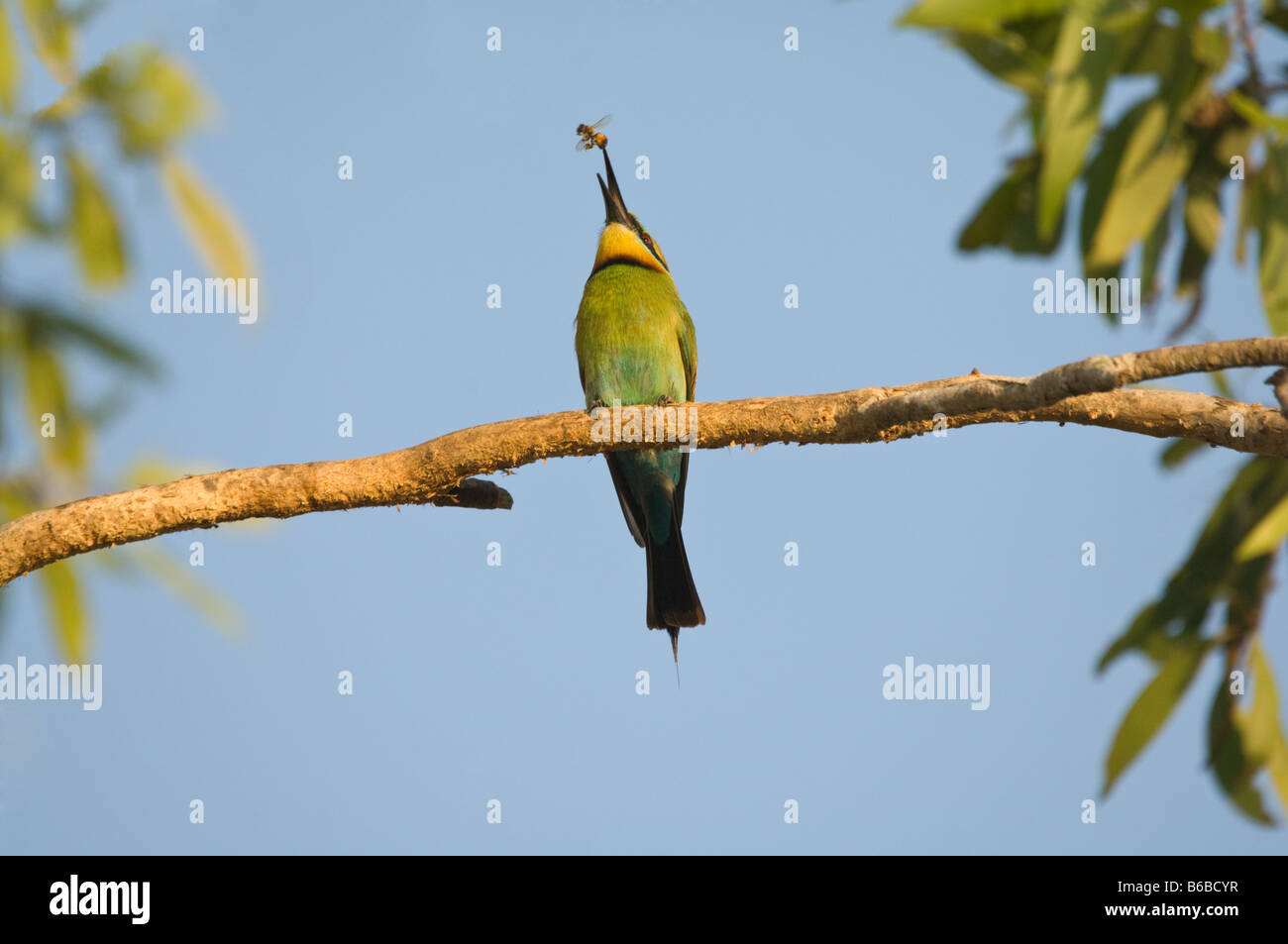 Regenbogen Bienenfresser (Merops Ornatus) Erwachsenen Fütterung fangen Biene im Flug Fogg Dam Northern Territory Australien September Stockfoto
