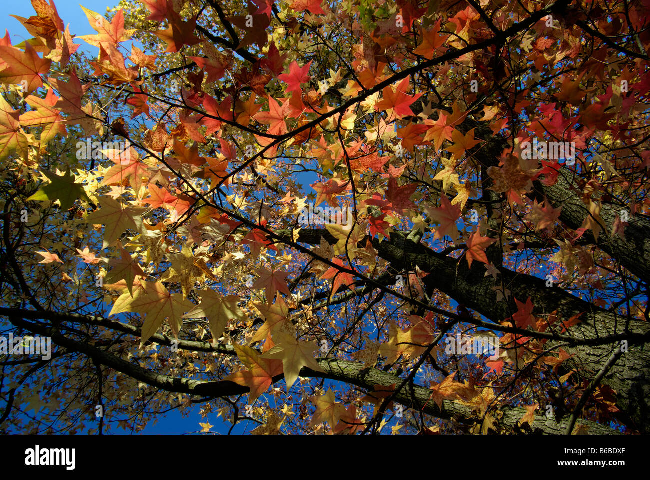 Baum Schone Herbstfarbung
