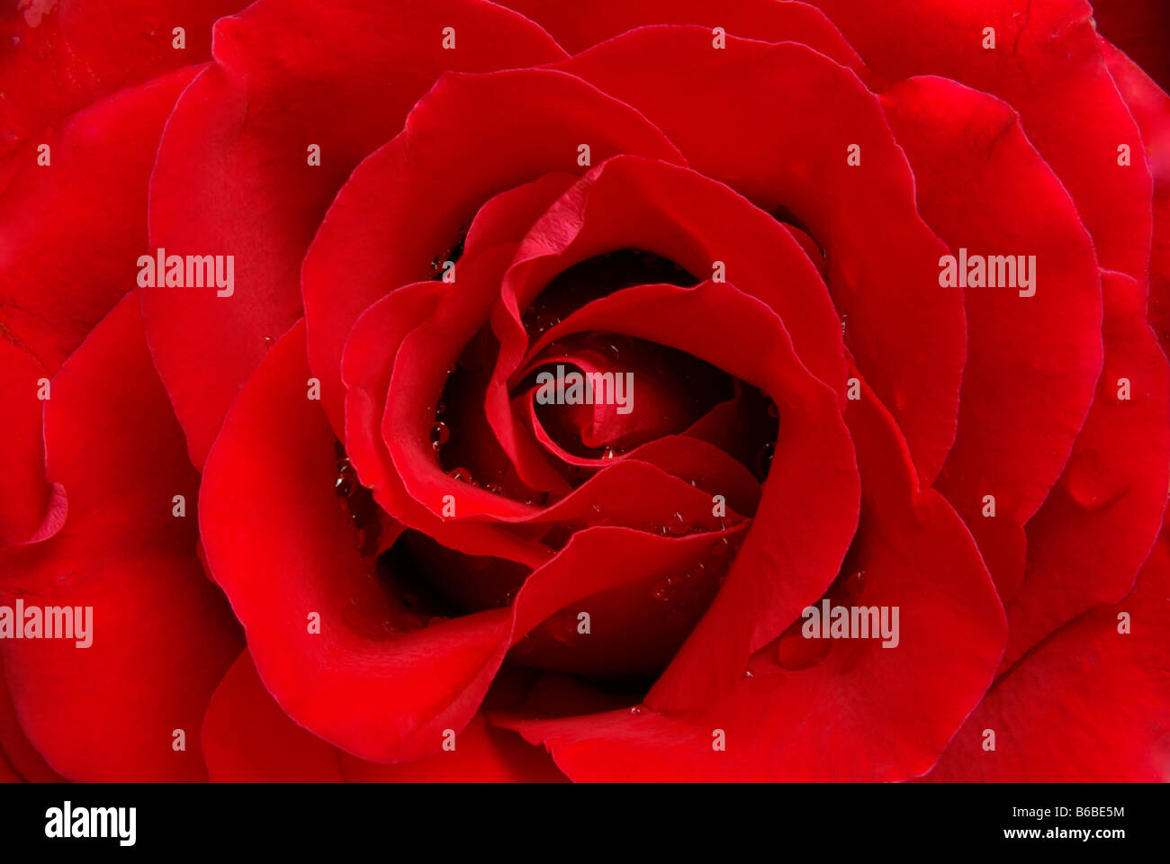 perfekte rote Rose Blume gesehen schließen sich Stockfoto