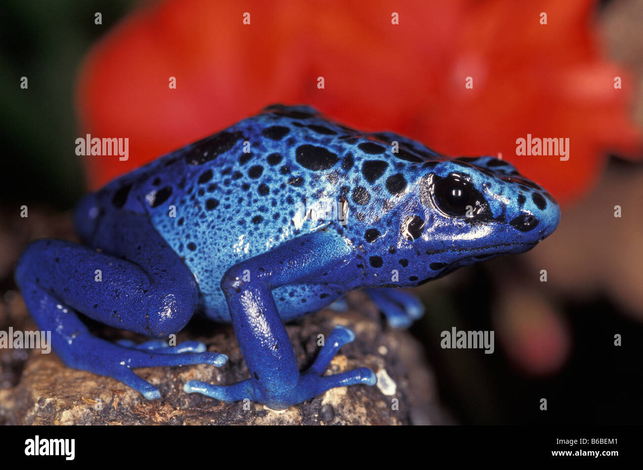 Pfeilgiftfrosch sitzt auf Felsen Stockfoto