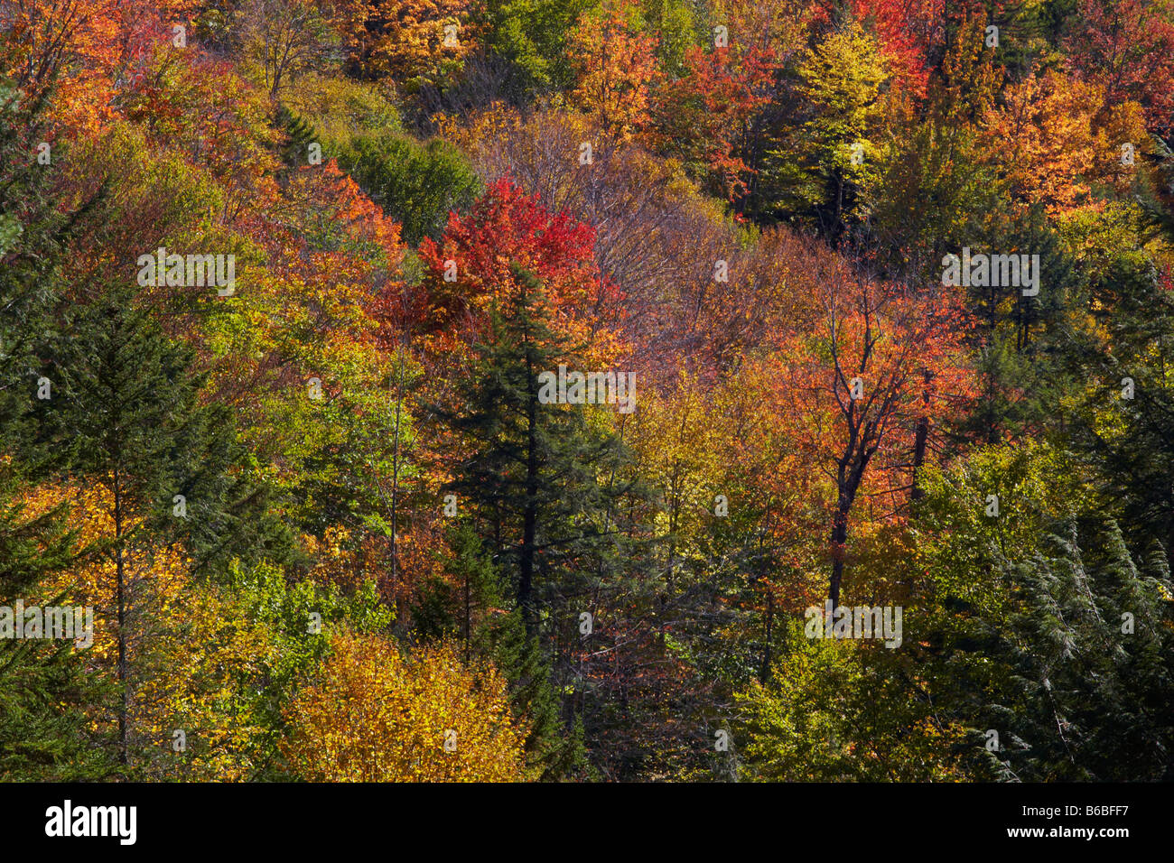 Herbst Farbe in der Nähe der Flume Gorge in Franconia Notch State Park New Hampshire Stockfoto