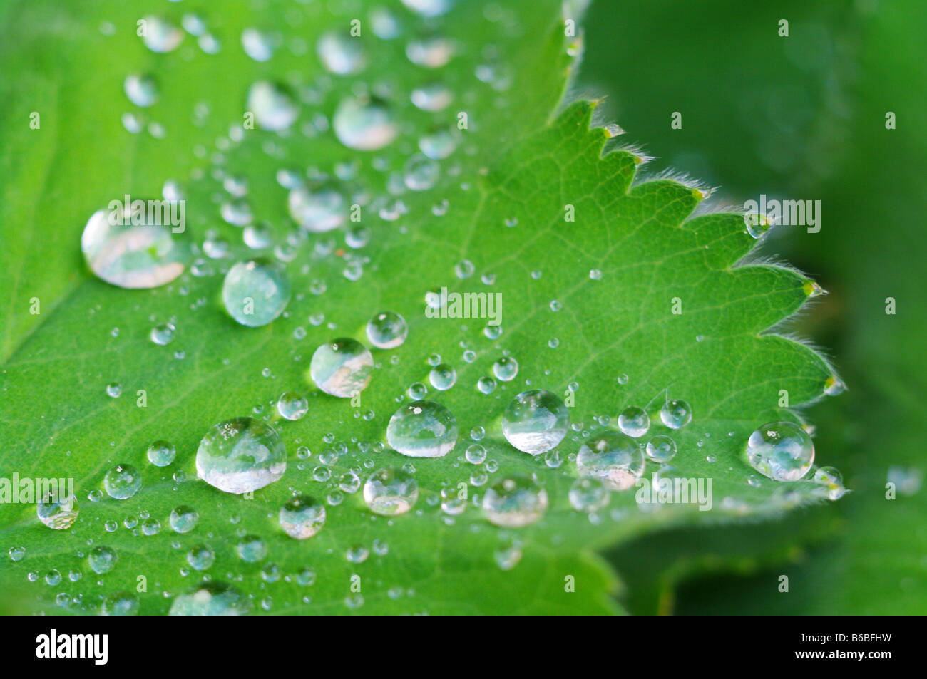 grüne Blätter Laub im Frühjahr Stockfoto