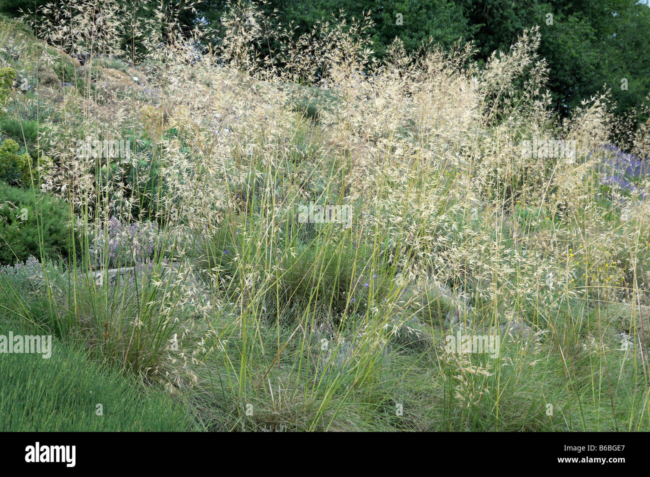 Federgras, Nadel Grass, Speer Rasen (Stipa Lagascae, Nassella Lagascae) in einem Garten Stockfoto