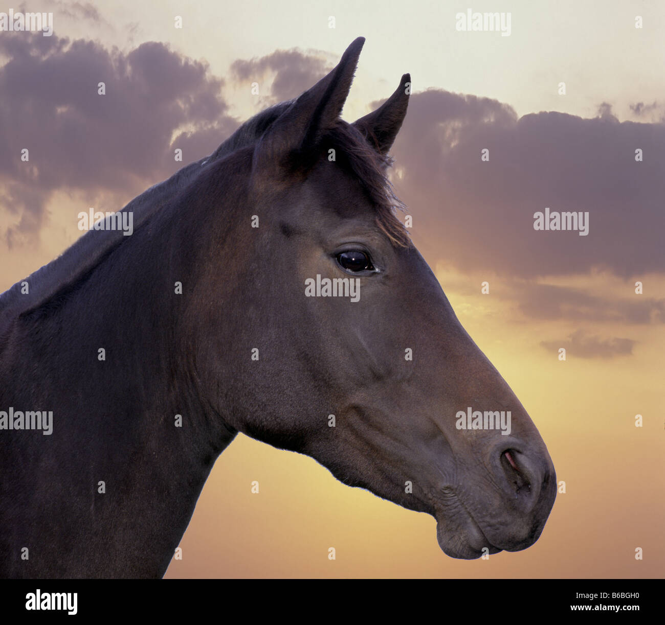 Nahaufnahme des Gesichts des Pferdes Stockfoto