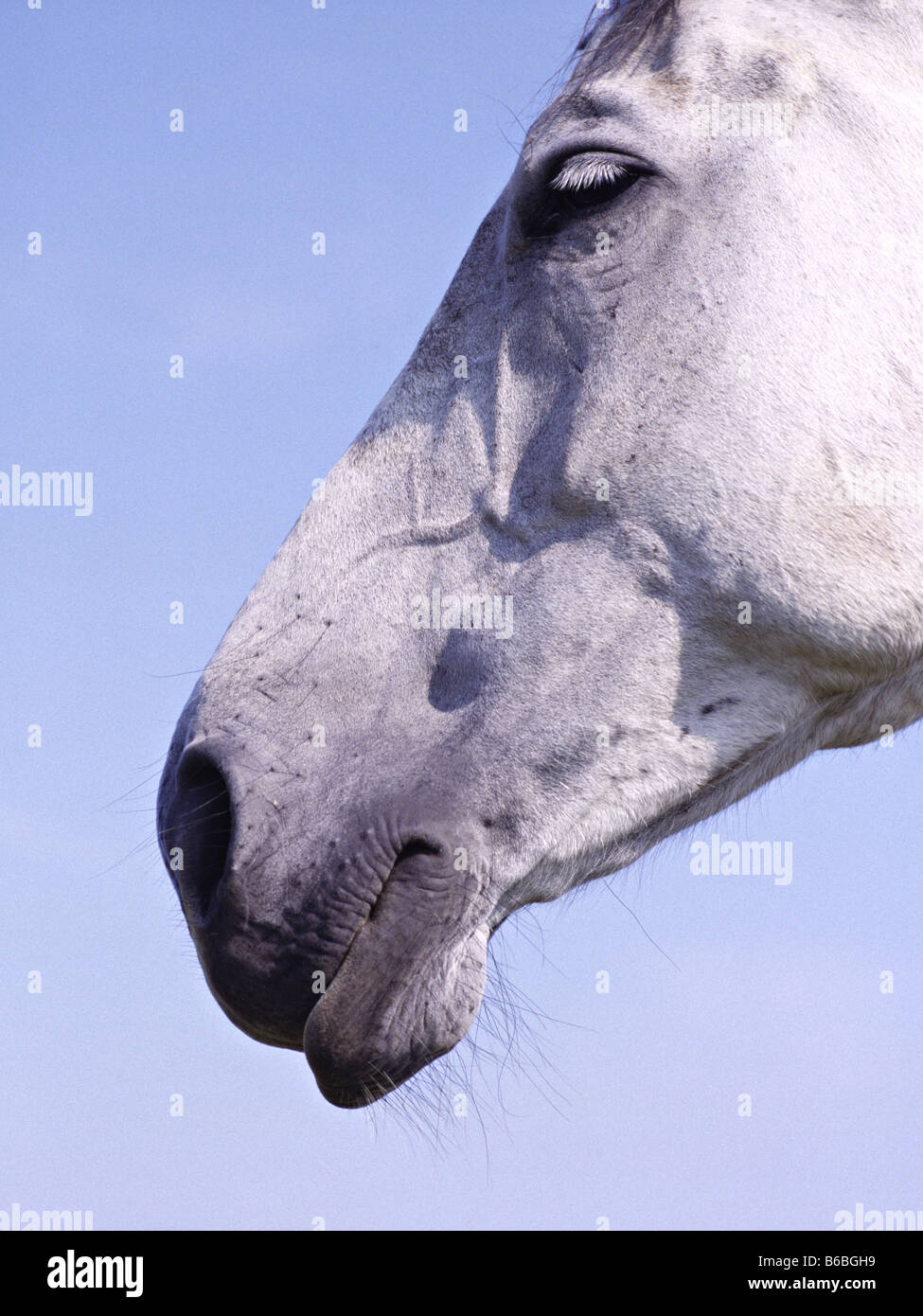 Nahaufnahme des Gesichts des Pferdes Stockfoto