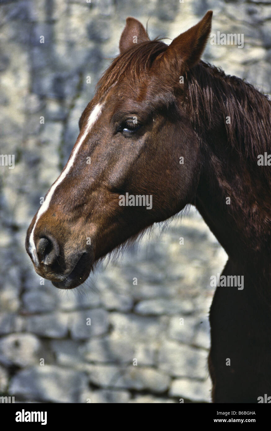 Nahaufnahme des Gesichts des Pferdes Stockfoto
