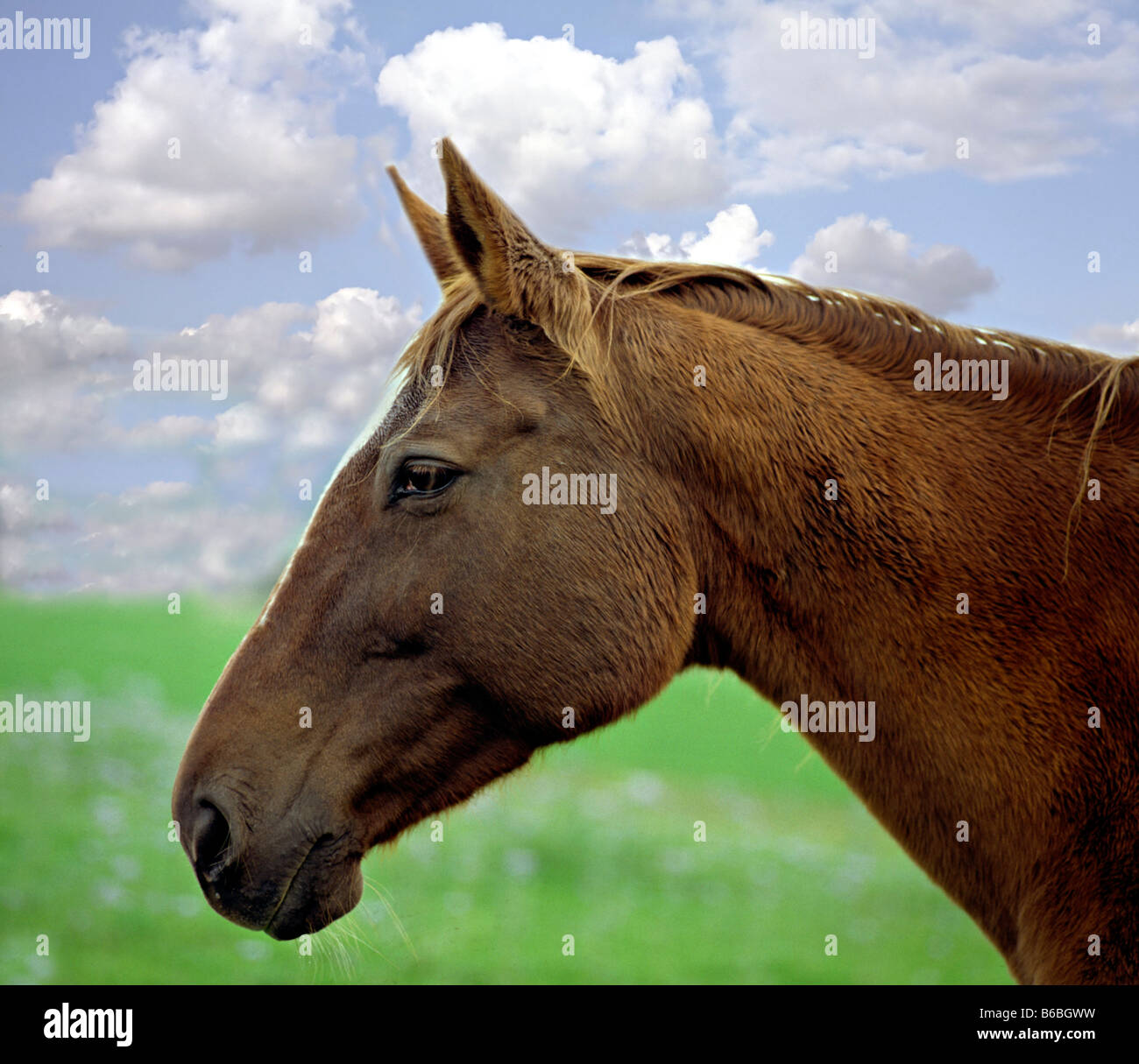 Nahaufnahme des Gesichts des Pferdes Stockfoto