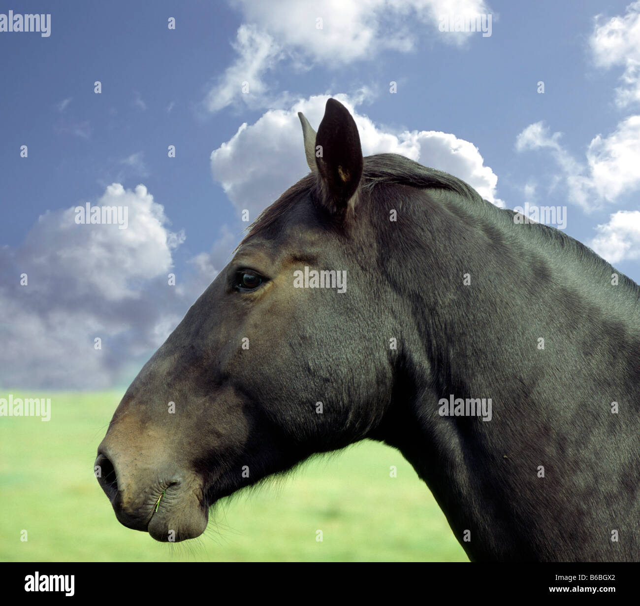 Nahaufnahme des Gesichts des Pferdes Stockfoto