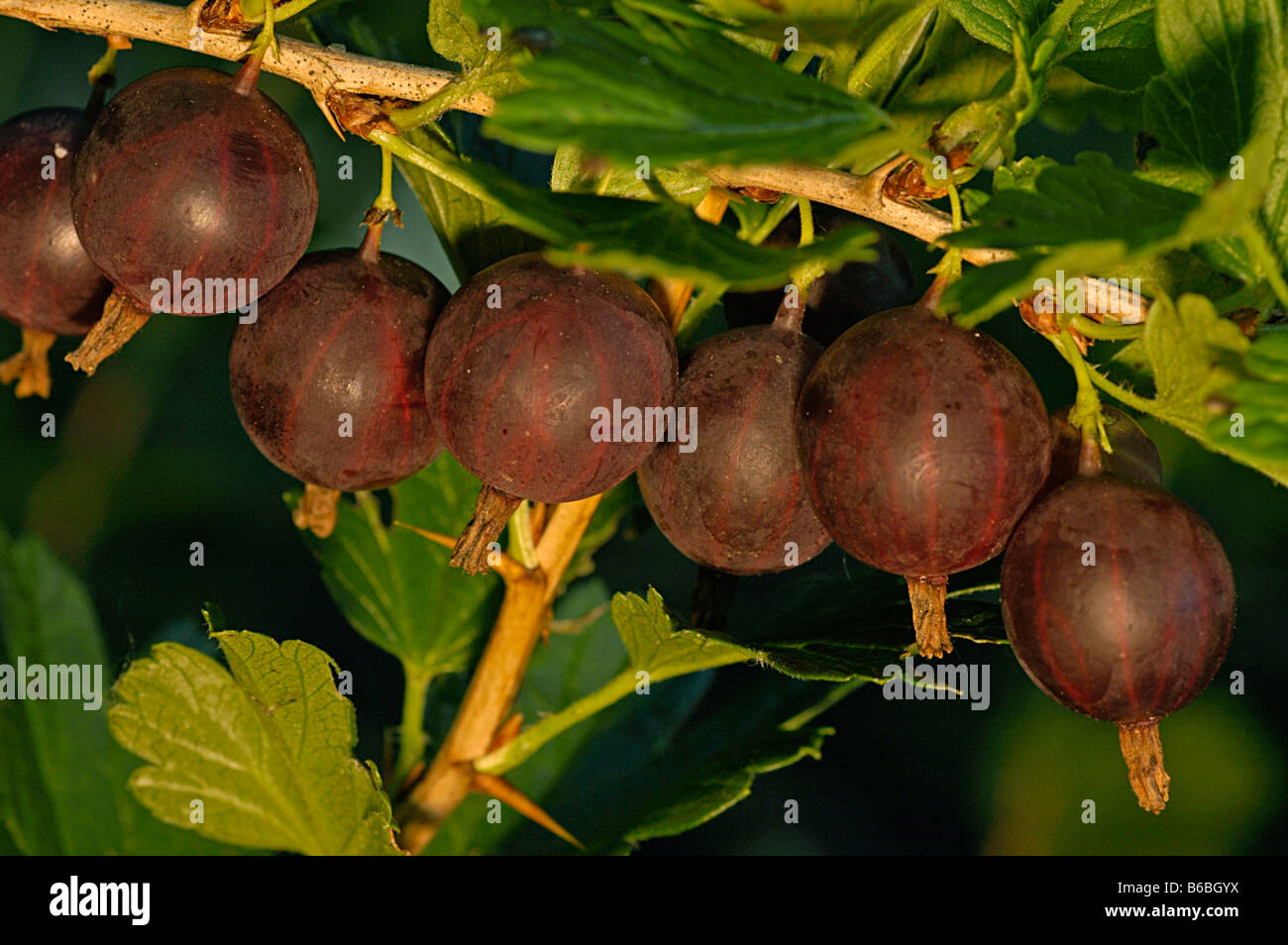 Nahaufnahme der Beeren wachsen auf Ast Stockfoto