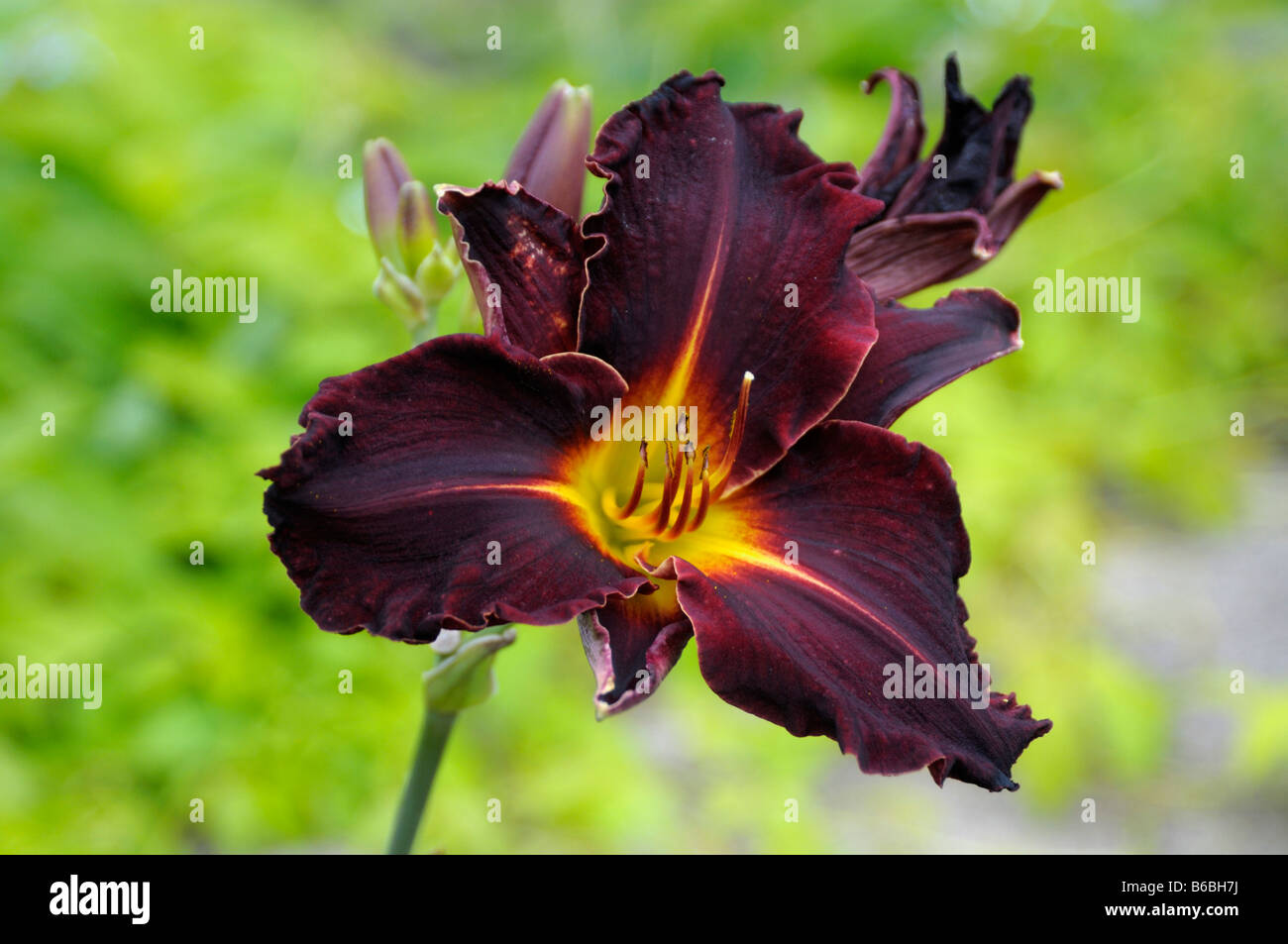 Taglilien (Hemerocallis SP.), Blume Stockfoto