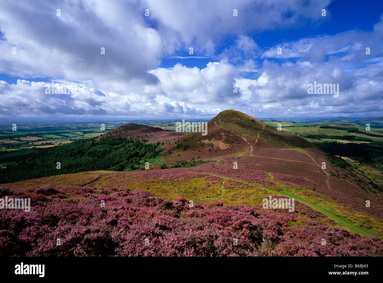 Eildon Hills im Sommer Heidekraut, in der Nähe von Melrose, Scottish Borders, Schottland Stockfoto