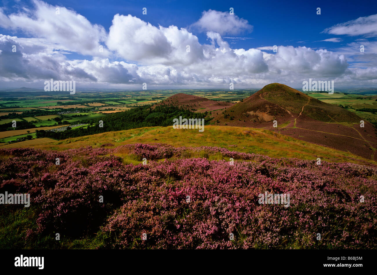 Eildon Hills im Sommer Heidekraut, in der Nähe von Melrose, Scottish Borders, Schottland Stockfoto