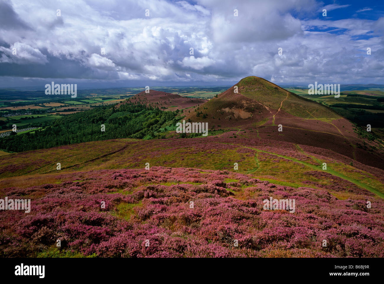 Eildon Hills im Sommer Heidekraut, in der Nähe von Melrose, Scottish Borders, Schottland Stockfoto